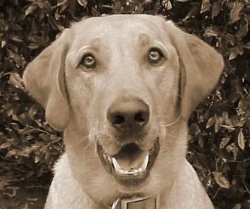 Gentle Care Animal Hospital