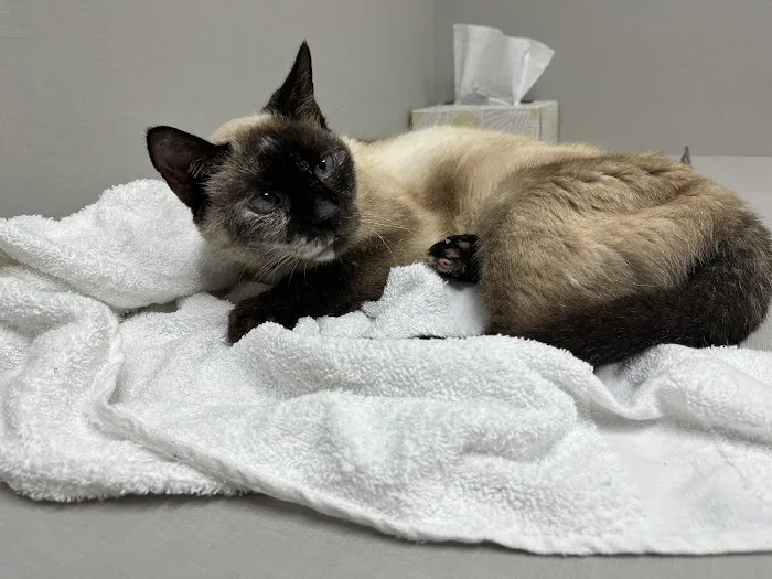Gentle Care Animal Hospital 12
