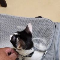 Family Veterinary Practice ico