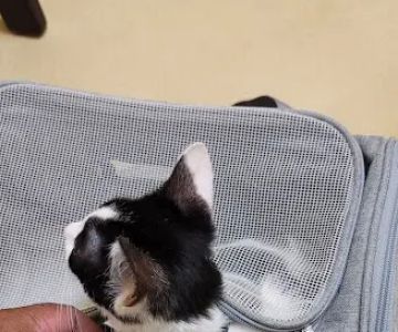 Family Veterinary Practice