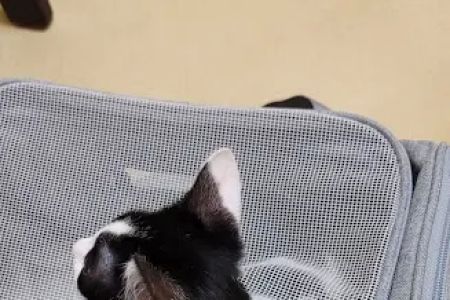 Family Veterinary Practice