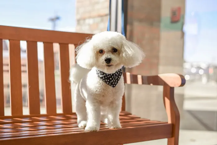 The Pet Hospitals Houston Levee & Macon 12