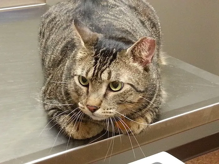 The Pet Hospitals Houston Levee & Macon 12
