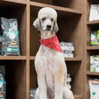 The Pet Hospitals Houston Levee & Macon ico