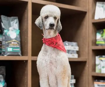 The Pet Hospitals Houston Levee & Macon