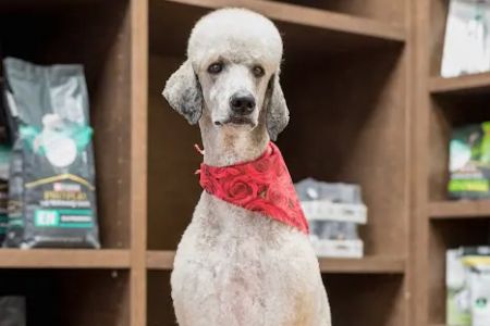 The Pet Hospitals Houston Levee & Macon