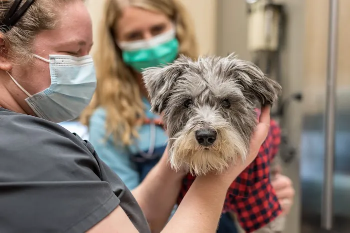 The Pet Hospitals Houston Levee & Macon 12