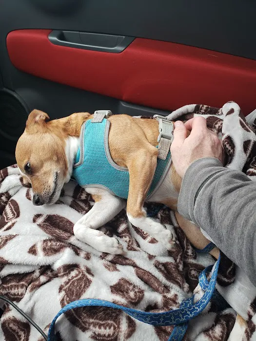 Arlington Pet Hospital 12