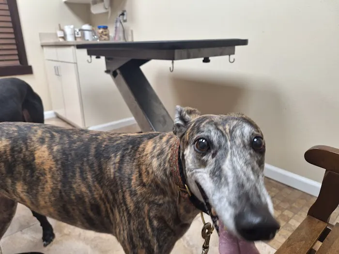 Arlington Pet Hospital 12