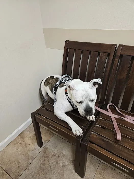 Arlington Pet Hospital 12