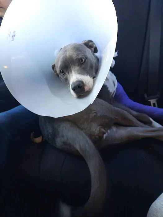 Arlington Pet Hospital 12