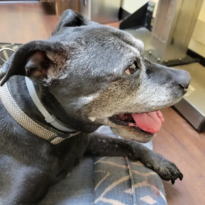 Arlington Pet Hospital 12