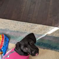 Doylestown Animal Medical Clinic ico
