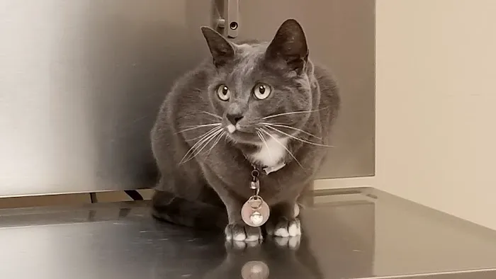 Doylestown Animal Medical Clinic 6