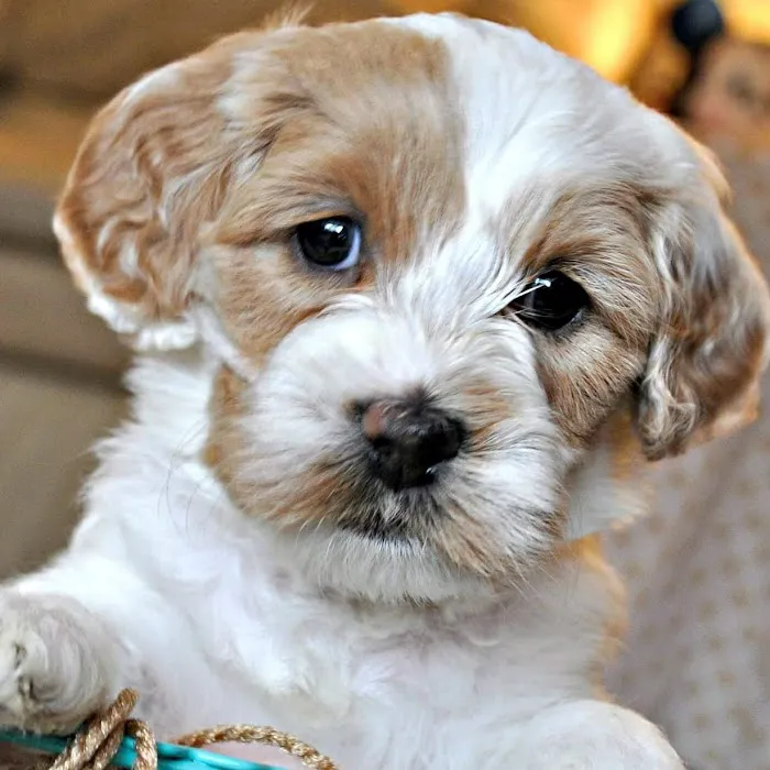 Doylestown Animal Medical Clinic 5