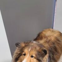 Central Bucks Veterinary Hospital ico