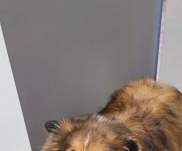 Central Bucks Veterinary Hospital