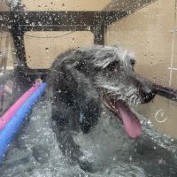 All Good Pets Inc ico