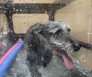 All Good Pets Inc