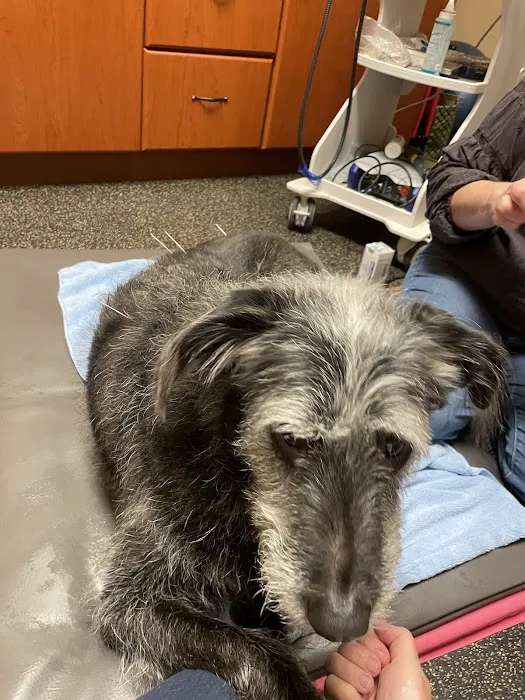 All Good Pets Inc 3