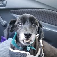 New Britain Veterinary Clinic ico