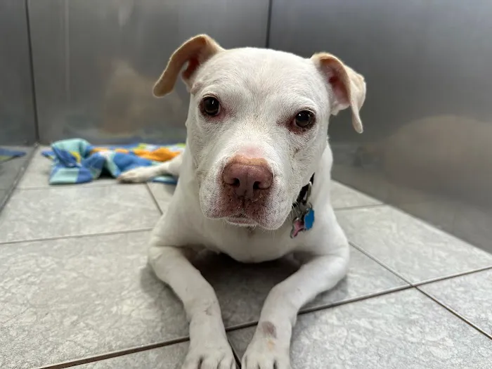 Buckingham Valley Veterinary Center 4