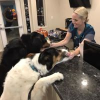 HousePaws Mobile Veterinary Service of Morrisville ico