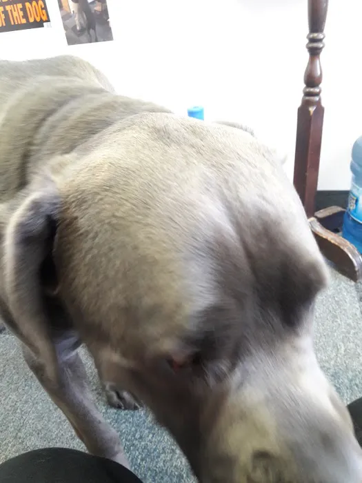 Ewing Veterinary Hospital 1