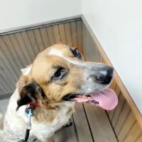All Animals Veterinary Clinic ico