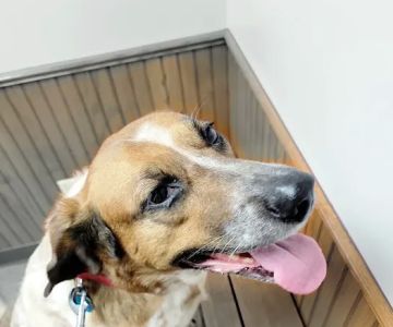 All Animals Veterinary Clinic