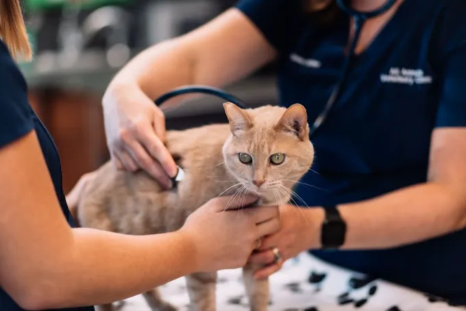 All Animals Veterinary Clinic 8