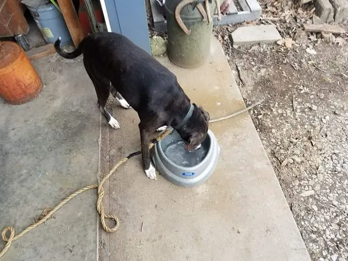 Greencastle Veterinary Clinic 7