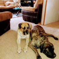 West Central Veterinary Services - Greencastle ico