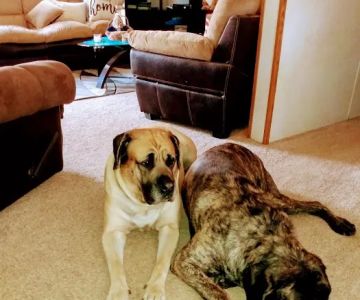 West Central Veterinary Services - Greencastle