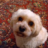 Animal Medical Clinic ico