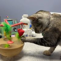 VetCheck Pet Urgent Care Center Bloomington ico