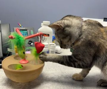 VetCheck Pet Urgent Care Center Bloomington