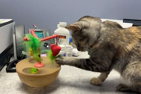 VetCheck Pet Urgent Care Center Bloomington