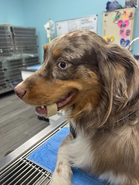 VetCheck Pet Urgent Care Center Bloomington 9