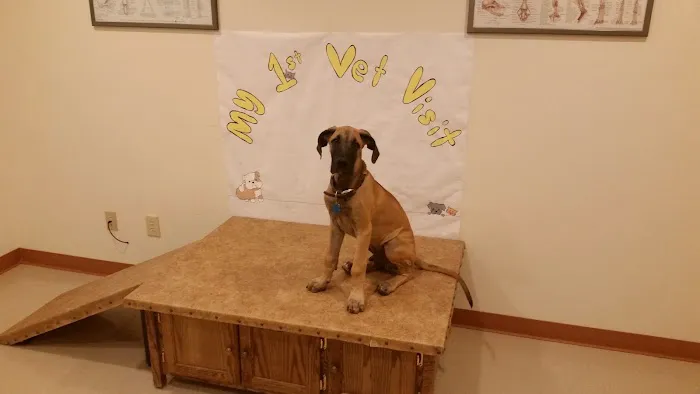 BloomingPaws Clinic Resort & Spa 12