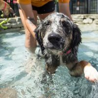 BloomingPaws Clinic Resort & Spa ico