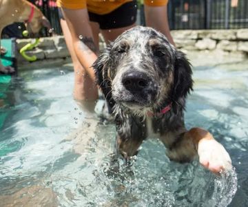 BloomingPaws Clinic Resort & Spa