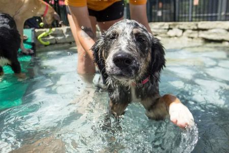 BloomingPaws Clinic Resort & Spa