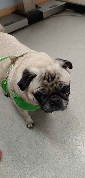 Arlington Heights Veterinary Hospital - South 1