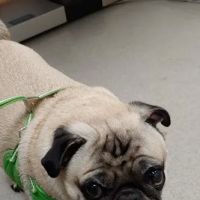 Arlington Heights Veterinary Hospital - South ico