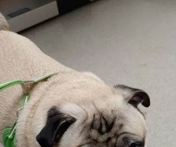 Arlington Heights Veterinary Hospital - South