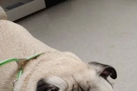 Arlington Heights Veterinary Hospital - South