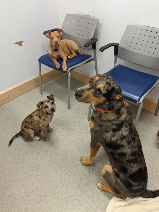 Arlington Heights Veterinary Hospital - South 3