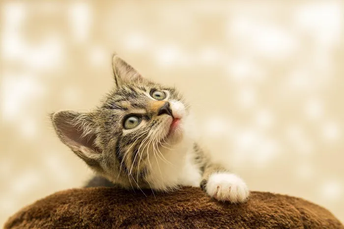 Arlington Heights Veterinary Hospital - South 4