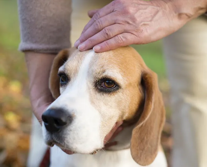 Arlington Heights Veterinary Hospital - South 6
